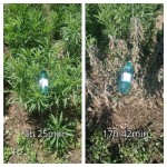 Picture for patent available